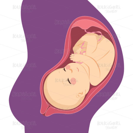 Baby Belly Womb Clipart Vector Illustration 03884