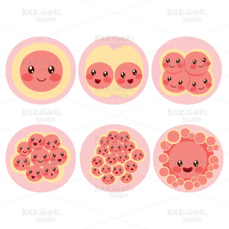 Fertilized Egg Cell Division Clipart Vector Illustration 04199