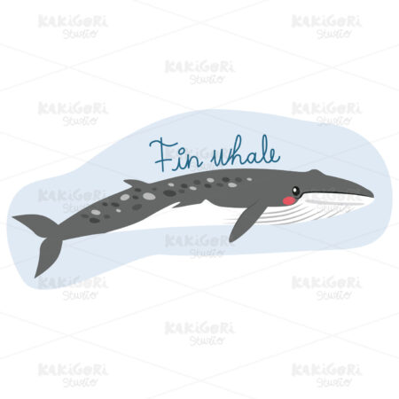 Fin Whale Clipart Vector Illustration 03985