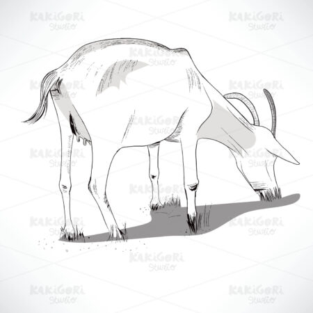 Horned Goat Eating Grass Clipart Vector Illustration 01953