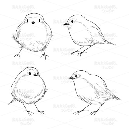 Robin Bird Line Art Clipart Vector Illustration 01905